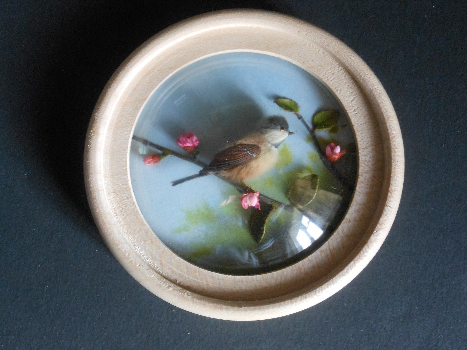Coal Tit (Version 2)
